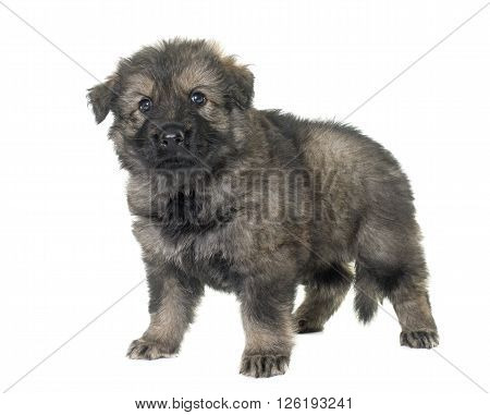 Altdeutsche Schaferhunde in front of white background