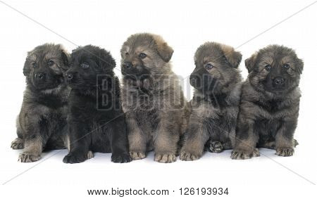 puppies Altdeutsche Schaferhunde in front of white background