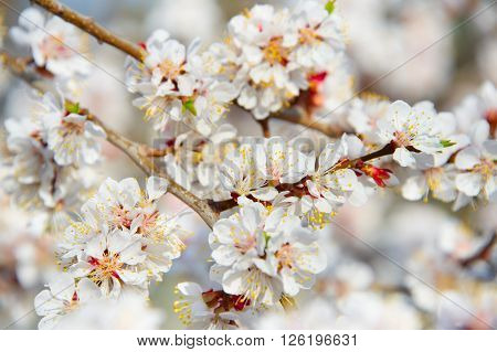 Blooming Apricot Tree