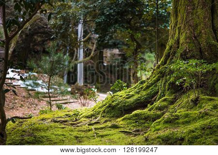 Close up of beautiful rtree with moss cover on moutain in kaga city japan.