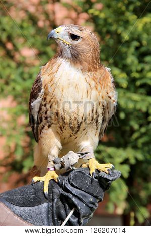 American chickenhawk perched on gloved hand rural scene