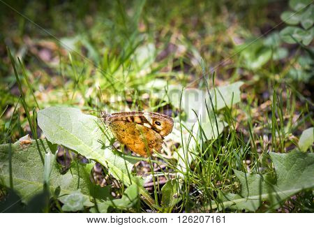 A nice butterfly resting on a leaf