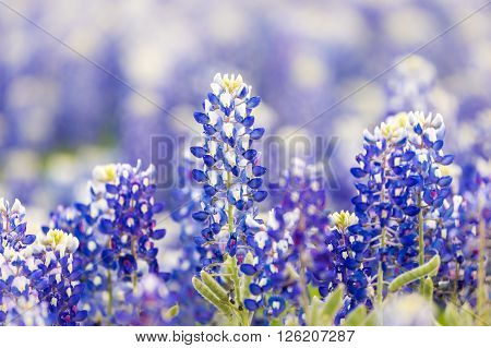 Texas Wildflower - Closeup Bluebonnets In Spring.