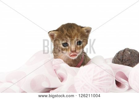 Cute grey striped kitten. Cute kitten sitting shows its tongue in violet textile with yarn balls isolated at white background. Adorable pet. Small heartwarming kitten. Little cat. High key