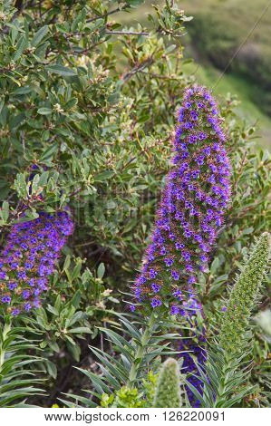 Echium Candicans