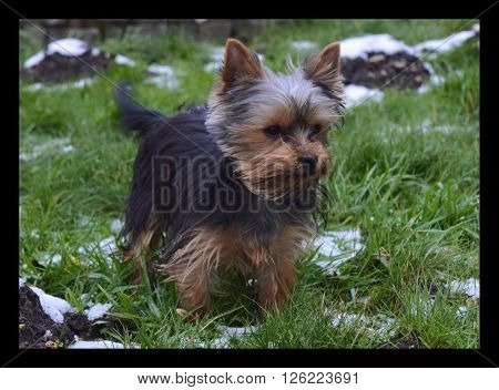 Yorkshire terriër pup genietend in de sneeuw