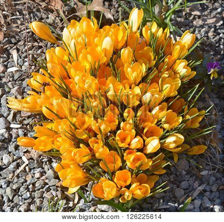 Crocus is a genus of flowering plants in the iris family comprising 90 species of perennials growing from corms. Many are cultivated for their flowers appearing in autumn, winter, or spring.