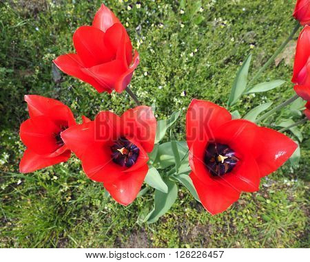 Red Tulips Flower