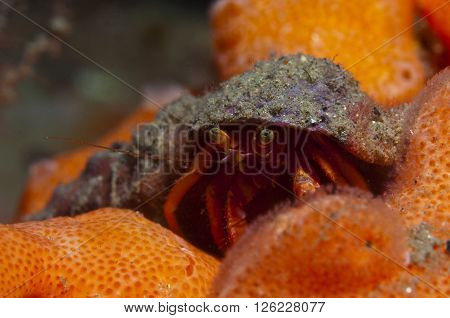 One Small Hermit Crab Anemones