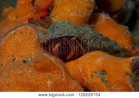 One Small Hermit Crab Anemones