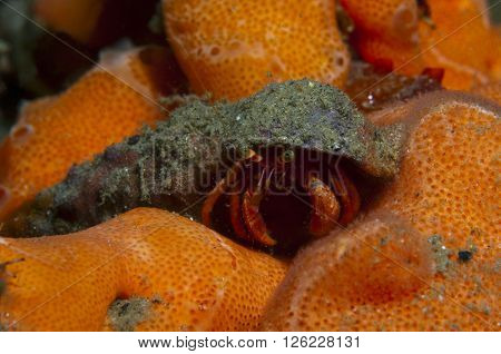 One Small Hermit Crab Anemones