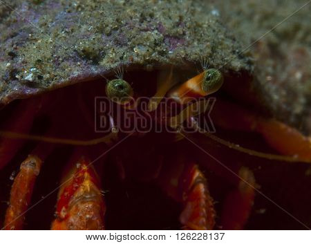 One Small Hermit Crab Anemones