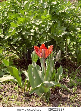 red  tulip against the background of the spring ground and green shrub celery
