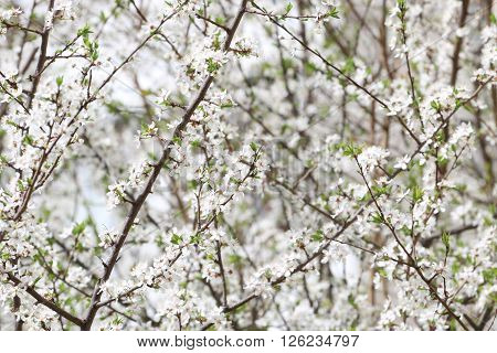 White as snow covered with beautiful fruit tree blossoms in early spring