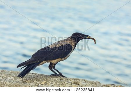 Crow With Bone In Beak