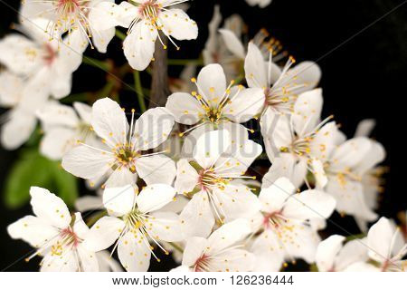 White as snow fruit tree covered with beautiful white blossoms in early spring on a black background.