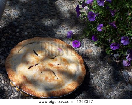 Pie & lila petunias