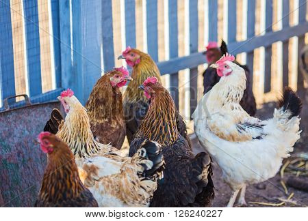 beautiful hens and roosters walking on the street