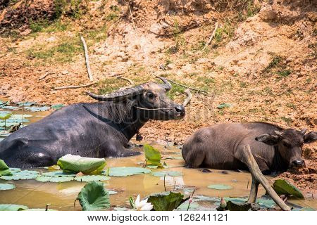 Buffalo Is Life Machine Of Farmer At Canal.