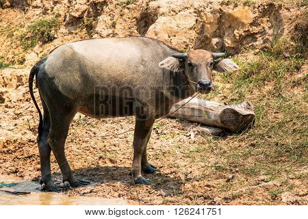 Buffalo Is Life Machine Of Farmer At Canal.