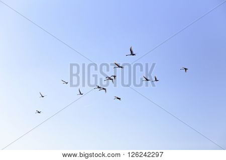 Geese flying in blue spring sky v-formation