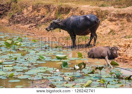 Buffalo Is Life Machine Of Farmer At Canal.
