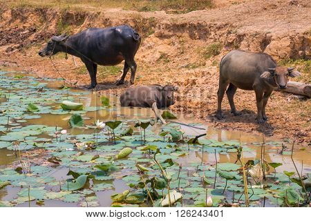 Buffalo Is Life Machine Of Farmer At Canal.