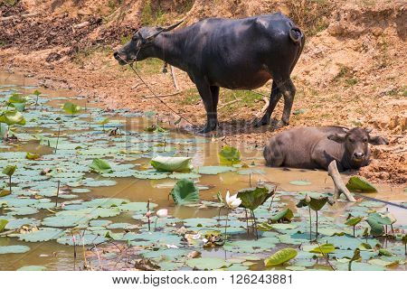 Buffalo Is Life Machine Of Farmer At Canal.