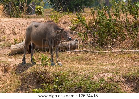 Buffalo Is Life Machine Of Farmer At Canal.
