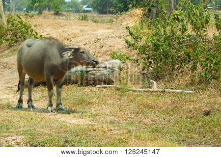 Buffalo Is Life Machine Of Farmer At Canal.