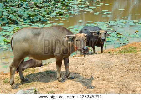 Buffalo Is Life Machine Of Farmer At Canal.