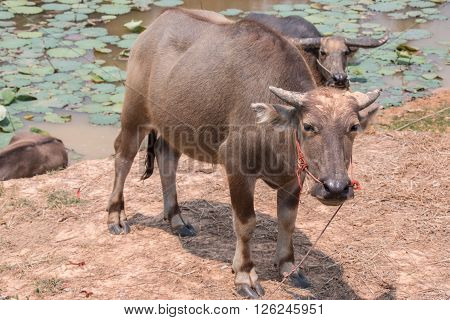 Buffalo Is Life Machine Of Farmer At Canal.