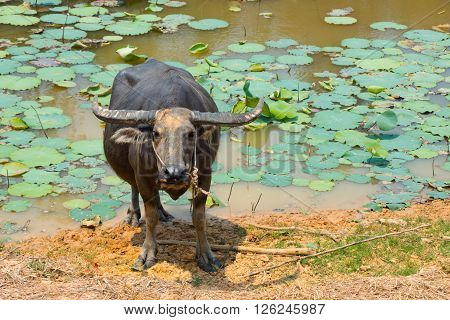 Buffalo Is Life Machine Of Farmer At Canal.