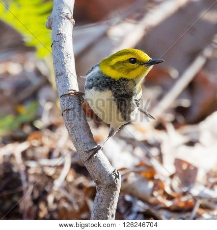 Female Black-throated Green Warbler (Setophaga virens) perched on a branch