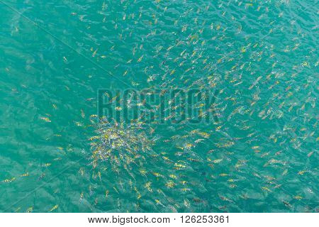 Yellow fishes or Indo-pacific sergeant approaching to feeding food on clear green water of gulf of Thailand