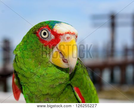 Spectacled or White-Fronted Amazon Parrot Poses for the camera. Copy-space to the right