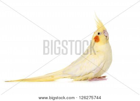 adult cockatiel in front of white background