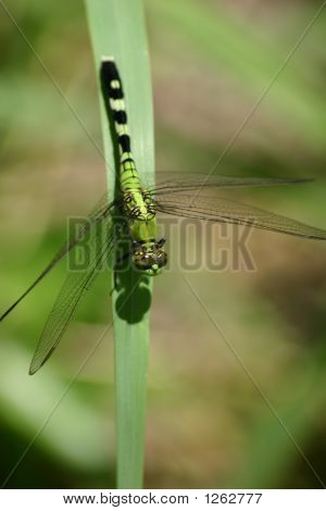 dragonfly