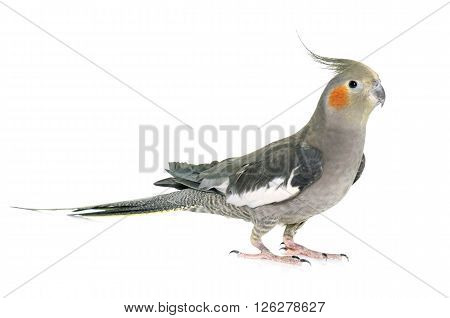 adult cockatiel in front of white background