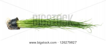 Green onion scallions in a pot isolated over the white background