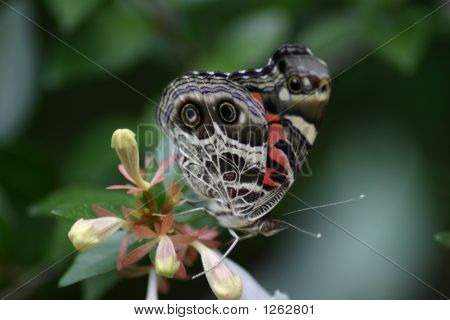 butterfly