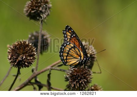butterfly