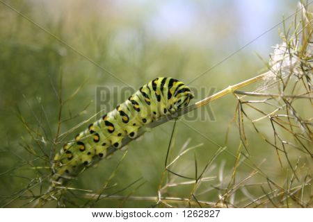 caterpillar