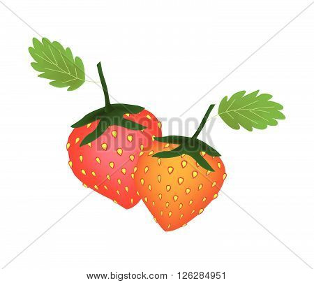 Fruit Ripe and Sweet Strawberry Isolated on White Background.