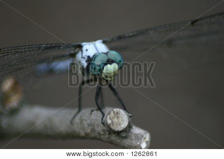 Dragonfly