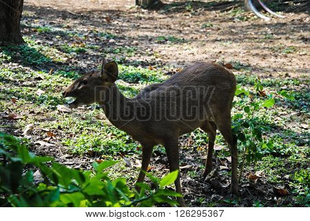 Deer in Bueng Chawak Chalermphrakiat Suphan Buri