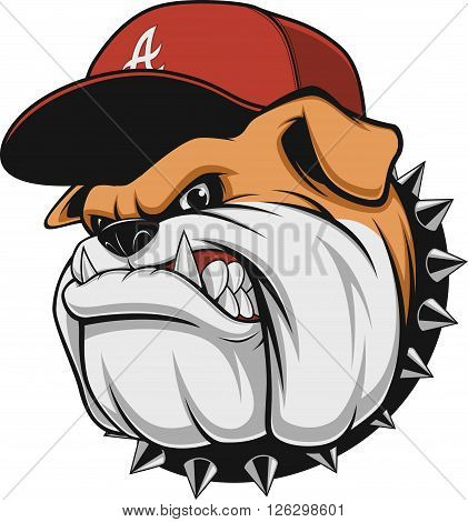 Vector illustration a fierce bulldog wearing a cap baseball cap against a white background