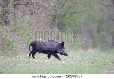 Wild Boar In Forest