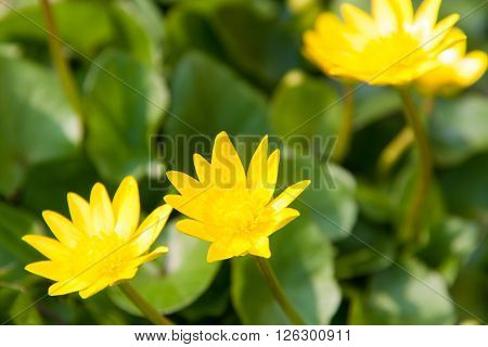 ficaria verna yellow spring flowers as a background.