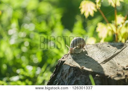 Edible snail is creeping on tree stump
** Note: Visible grain at 100%, best at smaller sizes